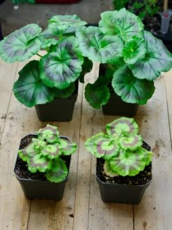 Organic Seed Starting Mix, 6 Quarts -Garden Supplies Shop 37808 002E tif