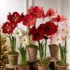 Premium Amaryllis Bulb -Garden Supplies Shop 39 733 2021 04 tif