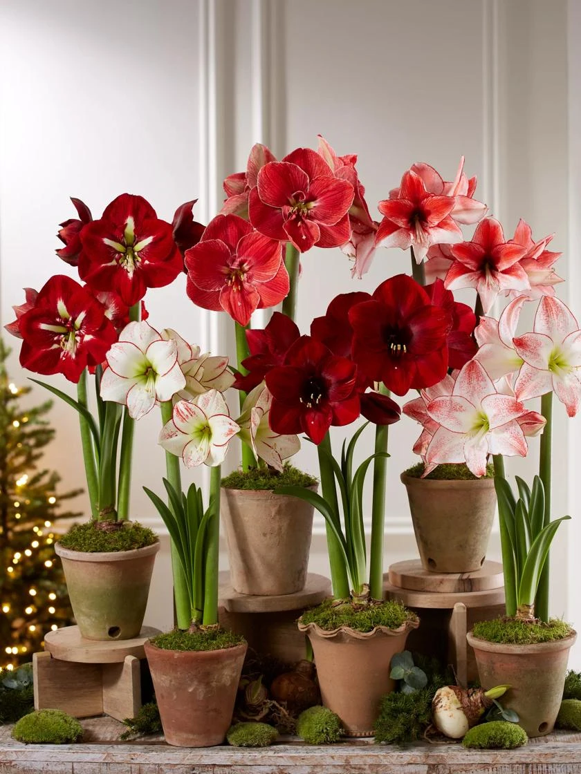 Premium Amaryllis Bulb 3 Premium Amaryllis Bulb