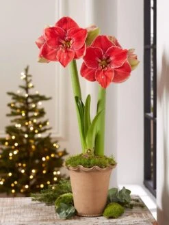 Premium Amaryllis Bulb 12 Premium Amaryllis Bulb -Garden Supplies Shop 39 733 MagicalTouch 2021 10 tif