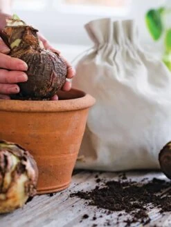 Premium Amaryllis Bulb 17 Premium Amaryllis Bulb -Garden Supplies Shop 39 733 bagged 2020 05000 tif