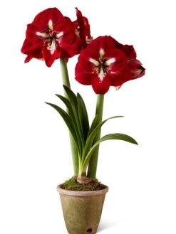 Premium Amaryllis Bulb 14 Premium Amaryllis Bulb -Garden Supplies Shop 39733 2020 2002 silo tif