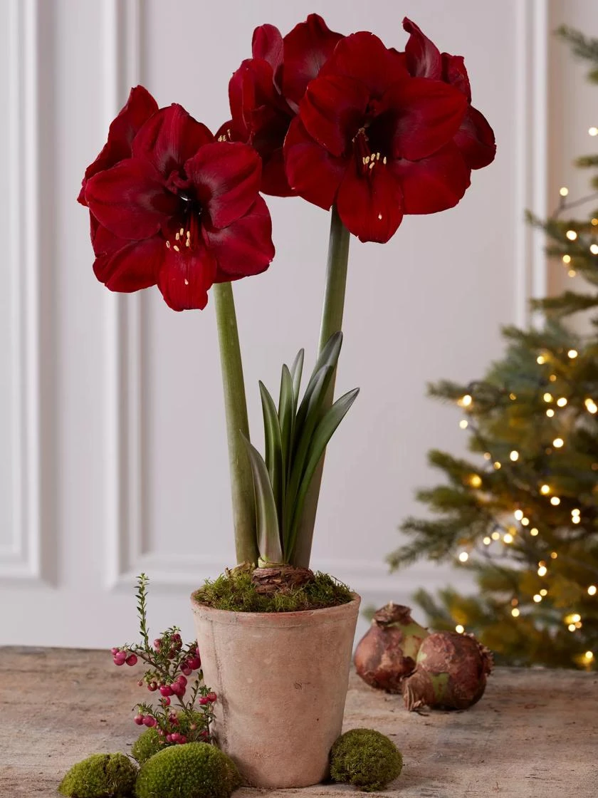 Premium Amaryllis Bulb 8 Premium Amaryllis Bulb - Image 6