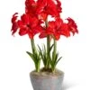 Double Delicious Potted Amaryllis Trio 2 Double Delicious Potted Amaryllis Trio -Garden Supplies Shop 3 4 crop 8612757 2385 double delicious potted amaryllis trio