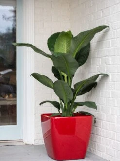 Viva Square Self-Watering Rolling Planter, 20" Diameter, Set Of 2 18 Viva Square Self-Watering Rolling Planter, 20" Diameter, Set Of 2 -Garden Supplies Shop 3 4 crop 8612930 0032 tif