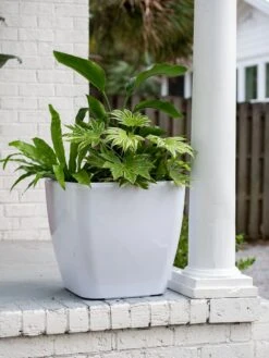 Viva Square Self-Watering Rolling Planter, 20" Diameter, Set Of 2 19 Viva Square Self-Watering Rolling Planter, 20" Diameter, Set Of 2 -Garden Supplies Shop 3 4 crop 8612930 0033 tif