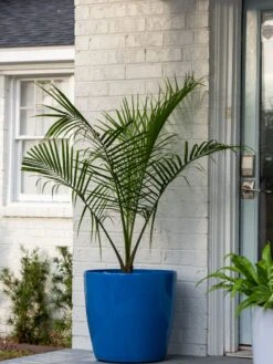 Viva Round Self-Watering Rolling Planter, 20" Diameter, Set Of 2 -Garden Supplies Shop 3 4 crop 8612933 0024 tif