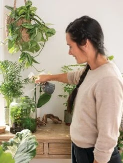 Indoor Plant Mister 17 Indoor Plant Mister -Garden Supplies Shop 3 4 crop 8612962 3792