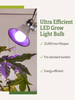 Miracle LED® Grow Light Bulb, Red And Blue -Garden Supplies Shop 3 4 crop Miracle Bulb RB 1