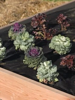 Easy-Plant Weed Block Mulch -Garden Supplies Shop 40356 219 tif