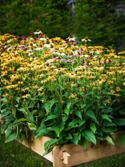 Farmstead Cedar Raised Garden Beds, 2' -Garden Supplies Shop 8588144 014V tif