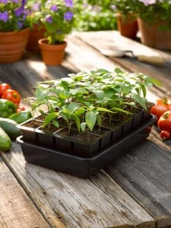 Growease Seed Starter Kit -Garden Supplies Shop 8589987 1148 tif