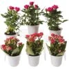 Flowering Terrarium Plant Collection, Set Of 6 -Garden Supplies Shop 8591772 3594 tif