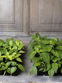 Organic Seed Starting Mix, 6 Quarts -Garden Supplies Shop 8592212 002E tif