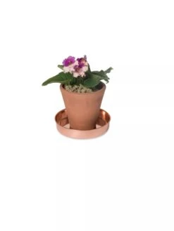 Extra Small Round Copper Plant Tray, 8" 12 Extra Small Round Copper Plant Tray, 8" -Garden Supplies Shop 8593528 2922 tif