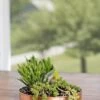 Small Round Copper Plant Tray, 10" -Garden Supplies Shop 8593529 4520 tif