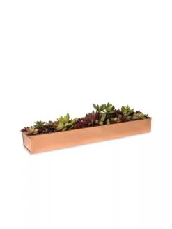 Rectangular Copper Plant Tray, 18"x4" 8 Rectangular Copper Plant Tray, 18"x4" -Garden Supplies Shop 8593532 2892 tif