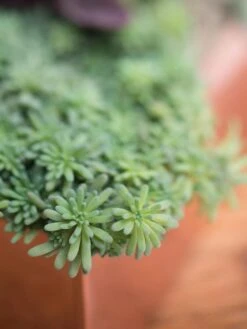 Tall Rectangular Copper Plant Tray, 18" X 5" X 4" -Garden Supplies Shop 8593534 4601 tif