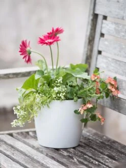 Viva Round Self-Watering Planter, 7" Diameter -Garden Supplies Shop 8595222 1139 tif