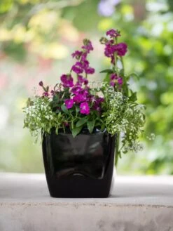 Viva Square Self-Watering Planter, 7" Diameter -Garden Supplies Shop 8595223 1107 tif