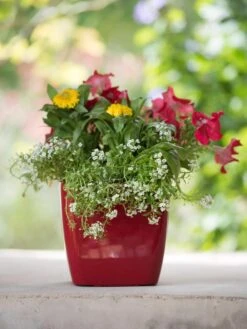 Viva Square Self-Watering Planter, 7" Diameter -Garden Supplies Shop 8595223 1111 tif