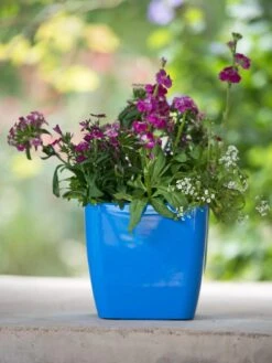 Viva Square Self-Watering Planter, 7" Diameter -Garden Supplies Shop 8595223 1113 tif