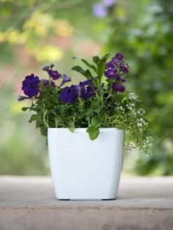 Viva Square Self-Watering Planter, 7" Diameter -Garden Supplies Shop 8595223 1118 tif