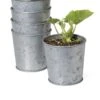 Galvanized Planting Cups, Set Of 5 1 Galvanized Planting Cups, Set Of 5 -Garden Supplies Shop 8596104 9899 tif
