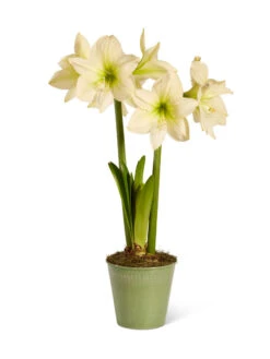 Star Potted Amaryllis 16 Star Potted Amaryllis -Garden Supplies Shop 8597478 2022 lemonstar silo lemon star potted amaryllis