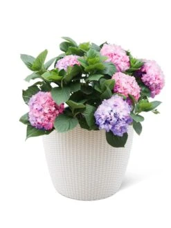 Weave Self-Watering Round Planter, 17" White 7 Weave Self-Watering Round Planter, 17" White -Garden Supplies Shop 8598372 3002 tif