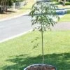 Tree Surround -Garden Supplies Shop 8598445 02V tif