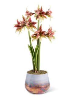 Cybister Potted Amaryllis -Garden Supplies Shop 8598561 mystica 2021 13
