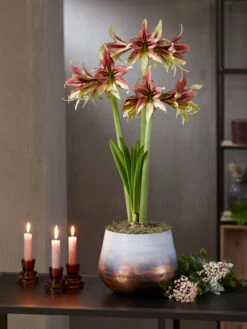 Cybister Potted Amaryllis -Garden Supplies Shop 8598561 mystica 2021 14