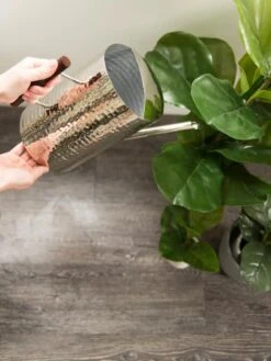 Stainless Steel Watering Can -Garden Supplies Shop 8599057 14322 tif