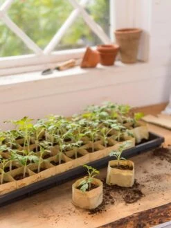 Paper Pots, 50 Cell 11 Paper Pots, 50 Cell -Garden Supplies Shop 8599830 0502 paper pots 50 cell tif