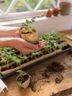 Paper Pots, 50 Cell 13 Paper Pots, 50 Cell -Garden Supplies Shop 8599830 0507 tif