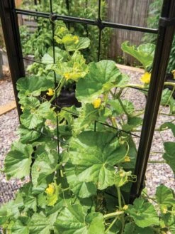 Gardener’s Victory Self-Watering Planter With Vine Trellis -Garden Supplies Shop 8600176 6853