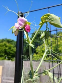 Gardener’s Victory Self-Watering Planter Garden With Vine Trellis -Garden Supplies Shop 8600177 6588 tif 1