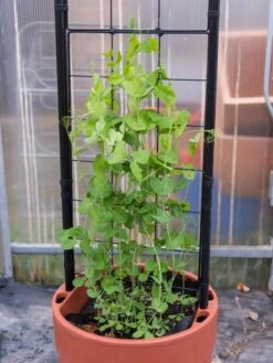 Gardener’s Victory Self-Watering Planter With Vine Trellis -Garden Supplies Shop 8600178 5000 tif