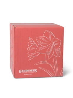 Amaryllis Planting Kit -Garden Supplies Shop 8608878 755