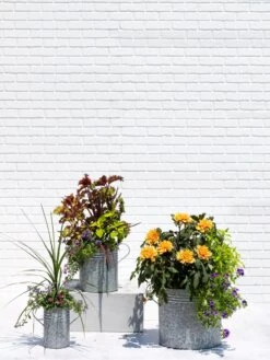 Metal Bucket Planters -Garden Supplies Shop 8609085 0852 tif