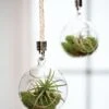 Mini Blown-Glass Hanging Terrarium, Set Of 2 -Garden Supplies Shop 8609218 0311 mini blown glass hanging terrarium set of 2