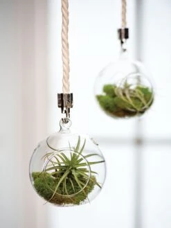 Mini Blown-Glass Hanging Terrarium, Set Of 2
