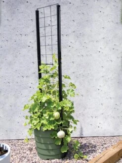 Gardener’s Victory Self-Watering Planter With Vine Trellis -Garden Supplies Shop 8610238 15487 tif