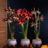 Cybister Potted Amaryllis -Garden Supplies Shop 8611083 cybister vertical 2022