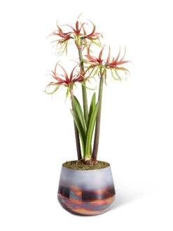 Cybister Potted Amaryllis -Garden Supplies Shop 8611120 chico 2021 09