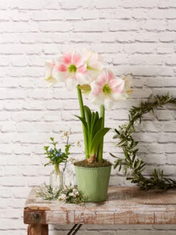 Star Potted Amaryllis 12 Star Potted Amaryllis -Garden Supplies Shop 8611499 2022 rosystar rosy star potted amaryllis