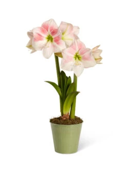 Star Potted Amaryllis 15 Star Potted Amaryllis -Garden Supplies Shop 8611499 2022 rosystar silo rosy star potted amaryllis
