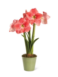 Star Potted Amaryllis 14 Star Potted Amaryllis -Garden Supplies Shop 8611500 2022 sweetstar silo sweet star potted amaryllis