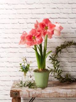 Star Potted Amaryllis 13 Star Potted Amaryllis -Garden Supplies Shop 8611500 2022 sweetstar sweet star potted amaryllis